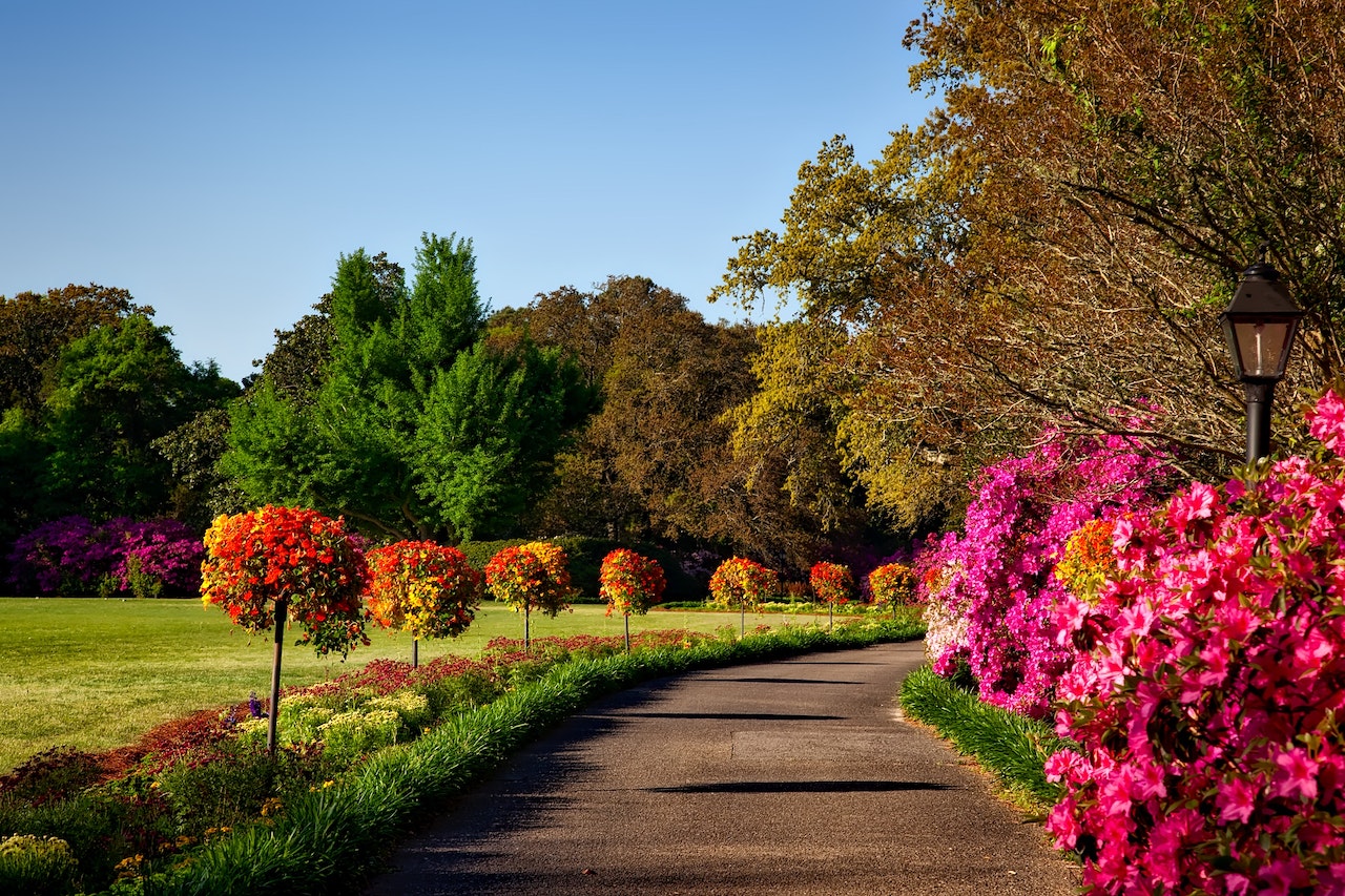 How To Get Trees To Grow Faster