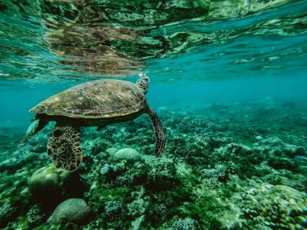 How Long Does It Take For A Turtle To Grow