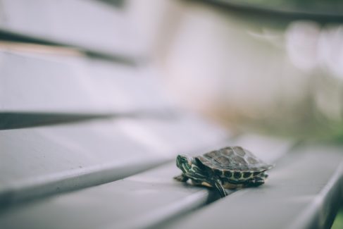 How Long Does It Take For a Red Eared Slider To Grow