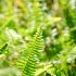 How Long Can Plants Go Without Water